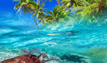 Meeresschildkroete vor Isla Cozumel