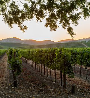 Napa Valley Herbst