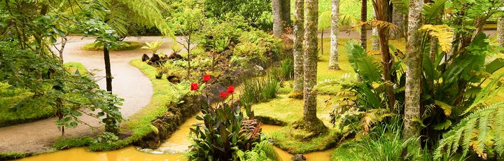 Eine Waldlandschaft mit grüner Vegetation und einem Fluss.