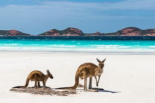 Perth Kängurus