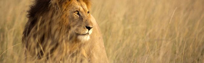 Afrika Löwe