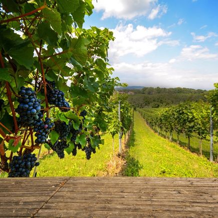 Weingut Venetien
