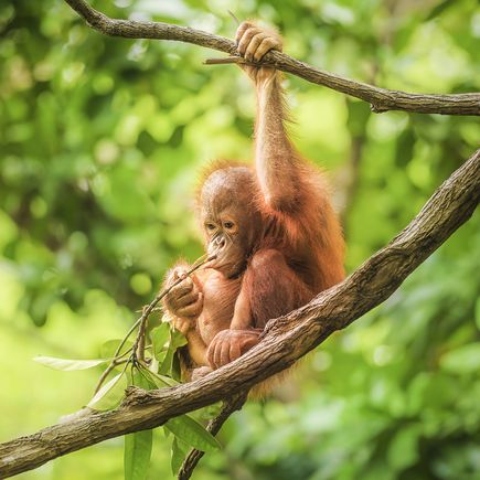 Orang-Utans im Kinabalu-Nationalpark