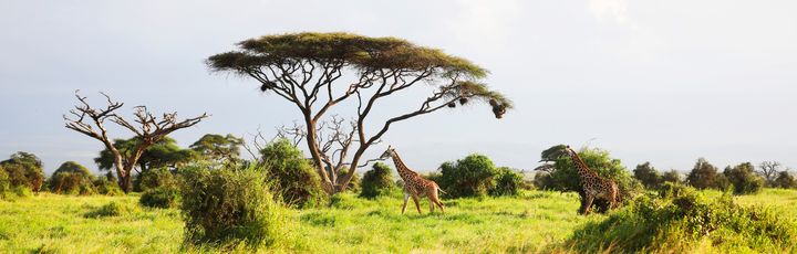 Massai-Giraffe in Amboseli National Park