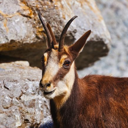 Bergziege im Alpenzoo Innsbruck