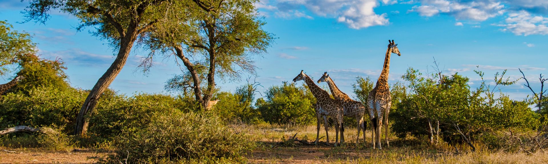Giraffe in Kruger National park, Südafrika