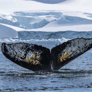 Buckelwalflosse guckt aus dem Meer