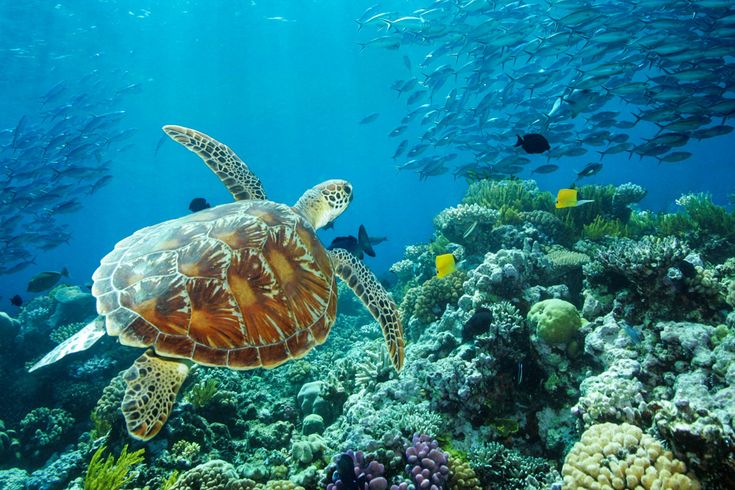 Die bunte Unterwasserwelt vom Great Barrier Reef