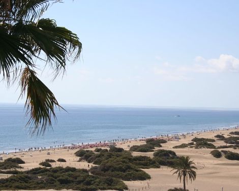 Tabaibas-2