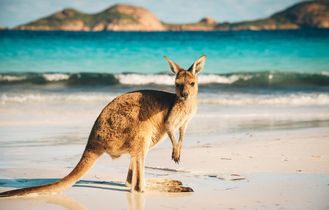 Kängeruh am Strand in Australien