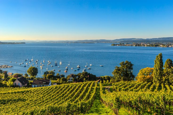 Eine weite Landschaft mit Weinbergen am Ufer eines großen Sees, blauer Himmel. Bodensee.