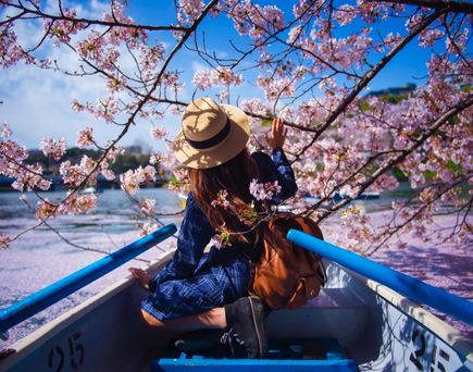 Frau im Ruderboot unter Kirschblüten zur Hanami-Zeit – Eine Reisende erlebt das Hanami-Fest hautnah bei einer Bootsfahrt durch ein rosa Blütenmeer.