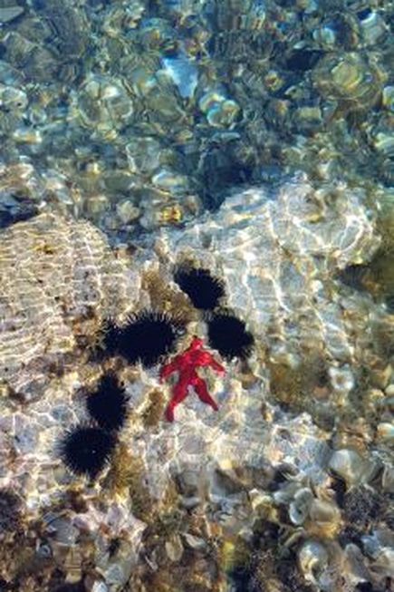 Seeigel und Mückenstern in Kroatien