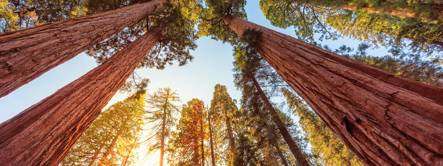 redwood nationalpark