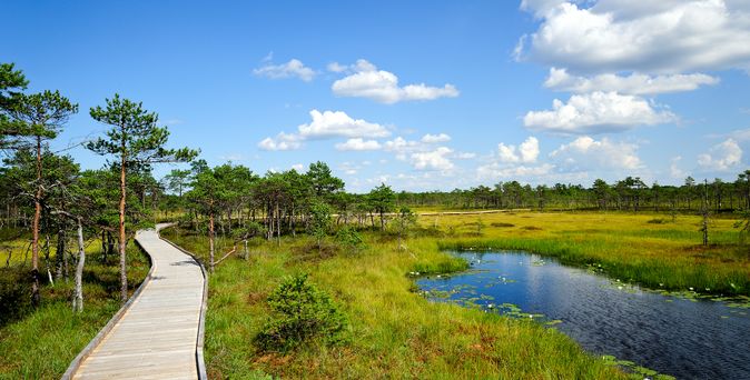 Hochmoor in Riisa-Raba. Grüne Umgebung, ein Holzweg und recht daneben ein kleiner See bzw. Tümpel.