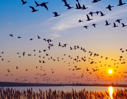 Vögel im Abendlicht an der Küste