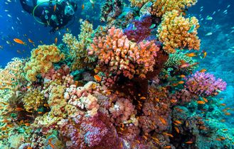 Ein Taucher erkundet ein lebhaftes, farbenprächtiges Korallenriff, das von einer Vielzahl von Fischen im tiefblauen Meer umgeben ist.