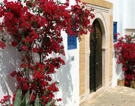 Haus mit großer orientalischer Eingangstür und rot blühenden Pflanzen rechts und links im Bild in Tunesien.
