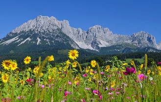 Bergkette wilder Kaiser Tirol