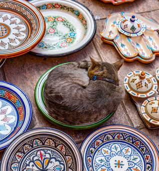 Katze liegt eingerollt in Geschirr