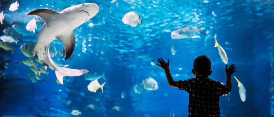 Aquarium mit tropischen Fischen