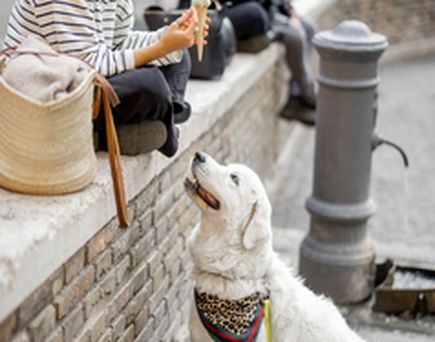 Ein Hund liegt auf dem Boden mit einer Person, die daneben sitzt.
