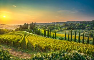 Eine hügelige Landschaft mit Weinbergen und einem Tal bei Sonnenuntergang.