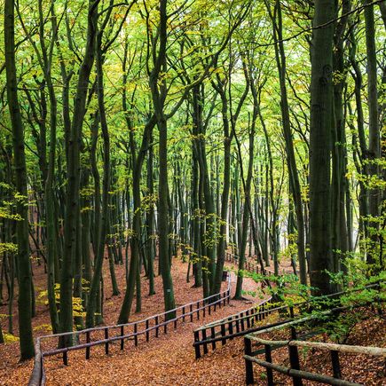 Wanderweg im Laubwald auf der Insel Wolin