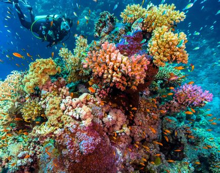 Ein Taucher erkundet ein lebhaftes, farbenprächtiges Korallenriff, das von einer Vielzahl von Fischen im tiefblauen Meer umgeben ist.