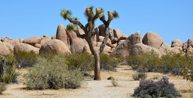 Joshua Nationalpark