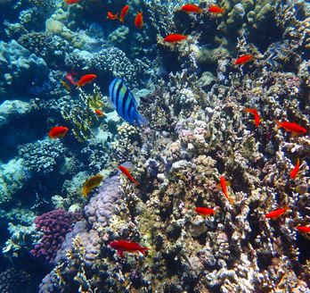 Unterwasserwelt Coraya BAy