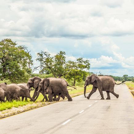 Elefanten kreuzen besonders in den Nationalparks die Straßen