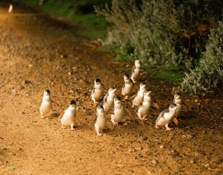  Phillip Island Penguin Parade