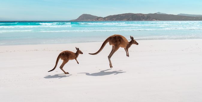 2 Kängurus hüpfen am Strand in Australien