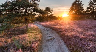 Hotels Lüneburger Heide
