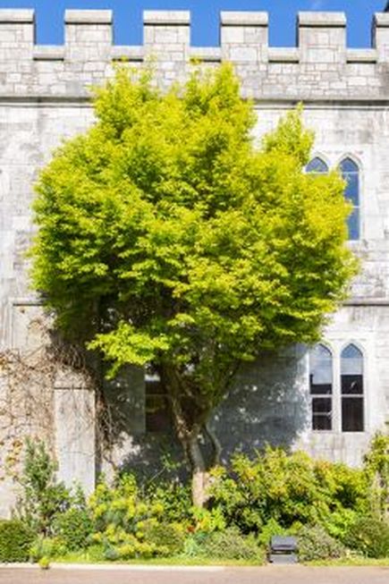 Cork Urlaub Mauer und Baum