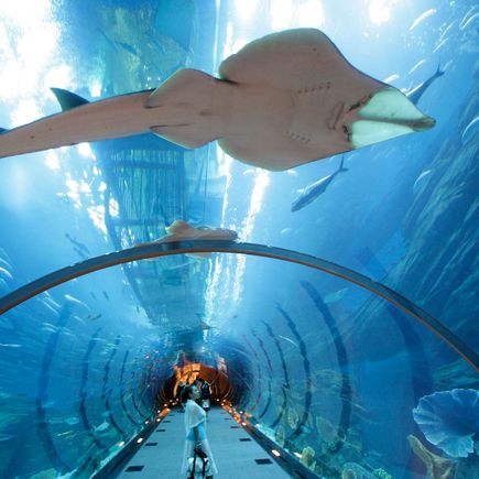 Aquarium Dubai Mall