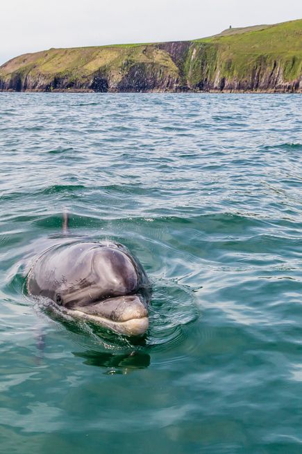 Delfin