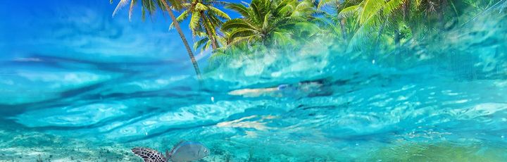 Schildkröte im Meer vor Isla Cozumel