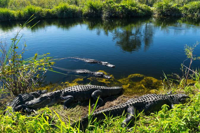 Everglades Nationalpark Alligatoren