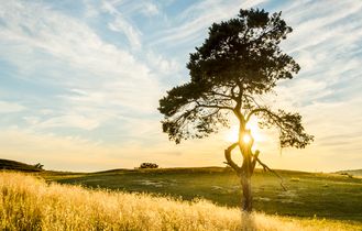 Ein einzelner Baum in einer weiten Landschaft bei Sonnenuntergang.