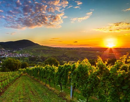 Weinanbaugebiet im Sonnenuntergang