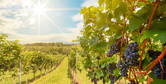 Frankreich Weinberge