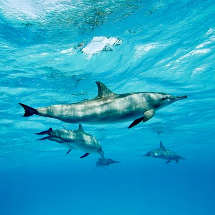 Delfine im Rote Meer
