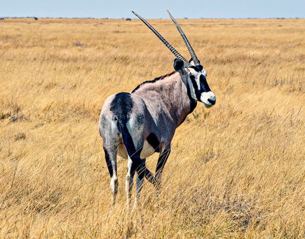 Springbock