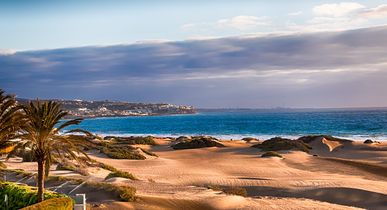 Blick über die Sanddünen, im Vordergrund eine Palme, im Hintergrund das blaue Meer und der blaue Himmel