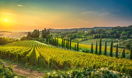 Eine hügelige Landschaft mit Weinbergen und einem Tal bei Sonnenuntergang.