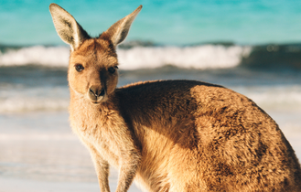 Känguru am Strand: Ein Känguru genießt die Ruhe am strahlend weißen Strand – ein ikonisches Bild für Australiens wilde Schönheit.