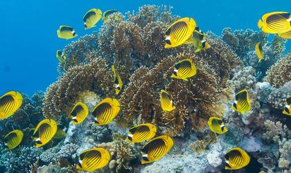 Ein Roter Meer Rassen-Schmetterlingsfisch schwimmt zwischen bunten Korallen in einem Unterwasserriff im Roten Meer.