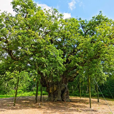 Ein grüner Baum mit einem Weg.